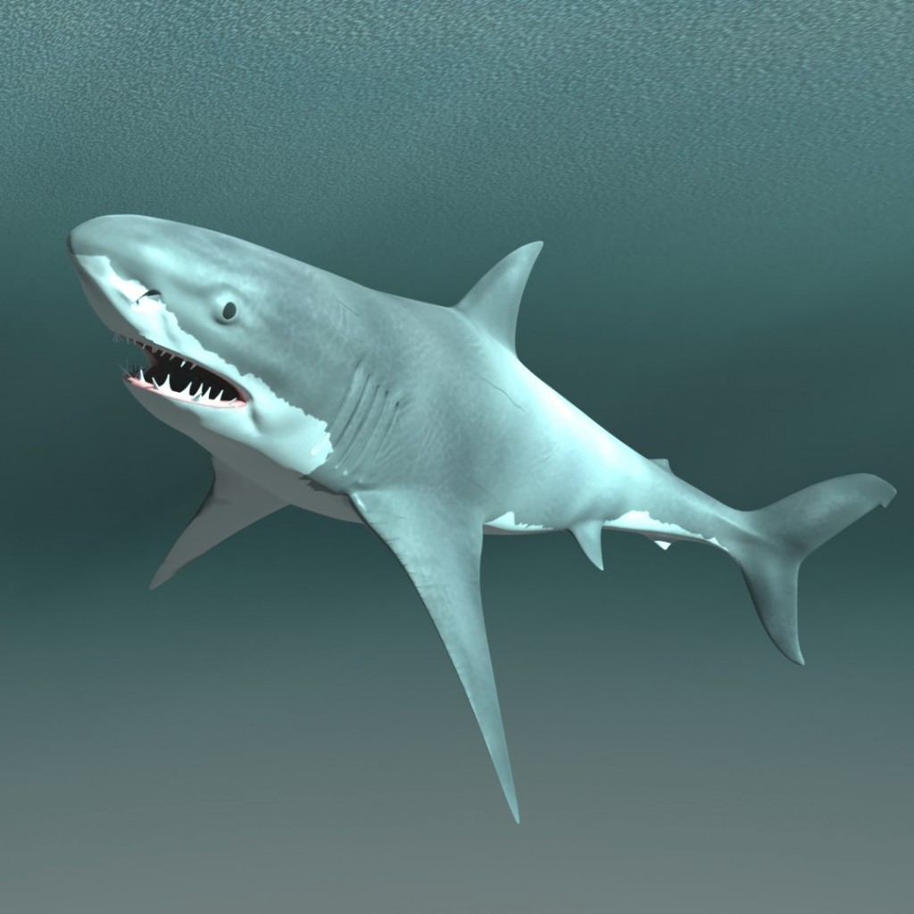 Rigged Bull Shark preview image 1